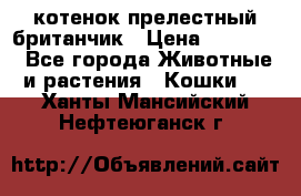 котенок прелестный британчик › Цена ­ 12 000 - Все города Животные и растения » Кошки   . Ханты-Мансийский,Нефтеюганск г.